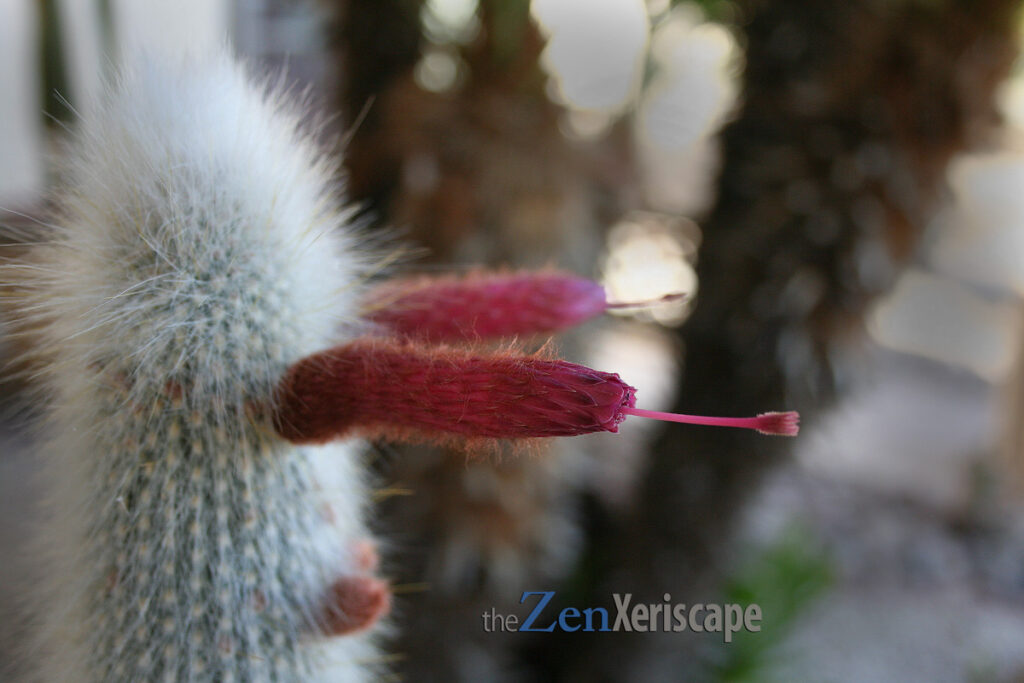 tubular-shaped flowers