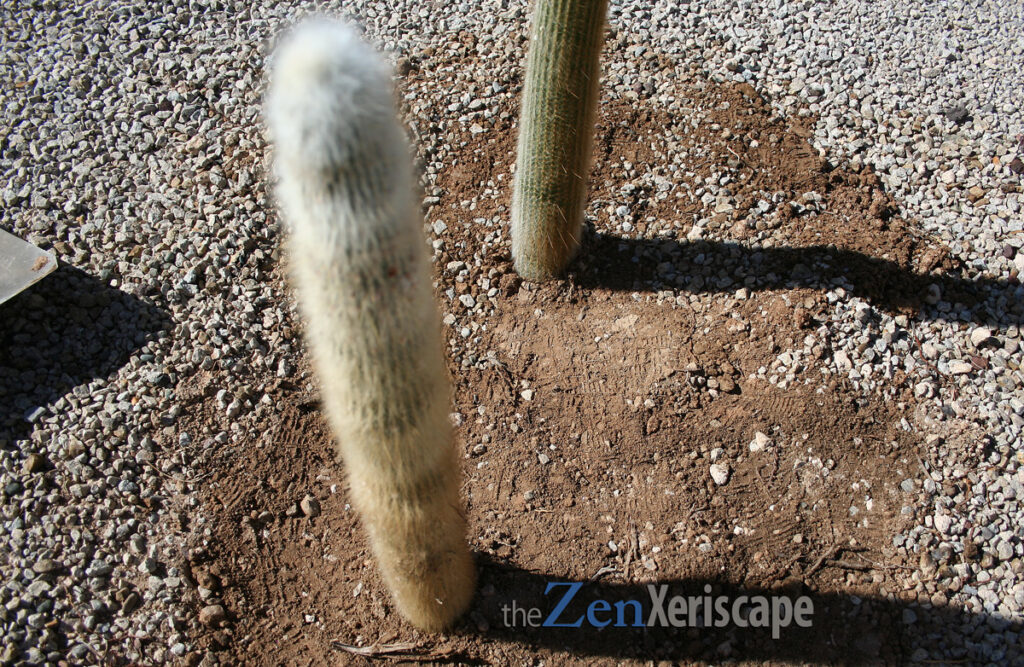 replanted column will grow and create more pups