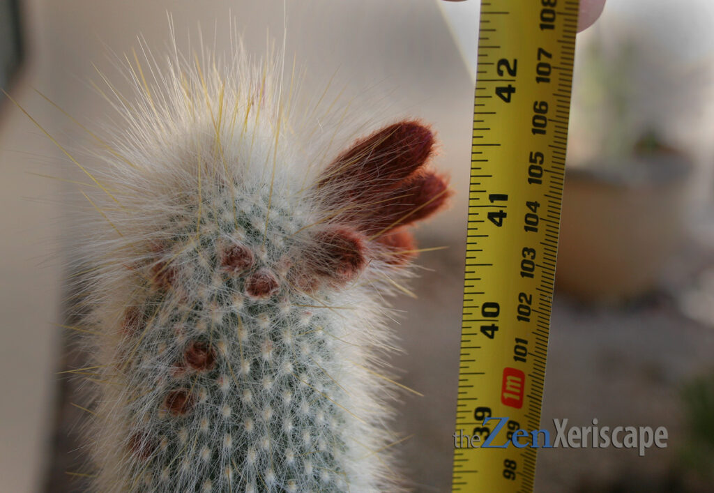 long yellow and white spines