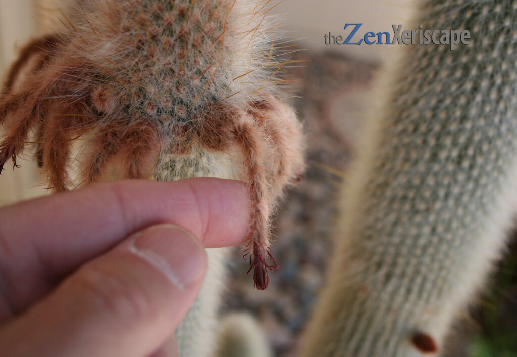 wilted flowers with seeds