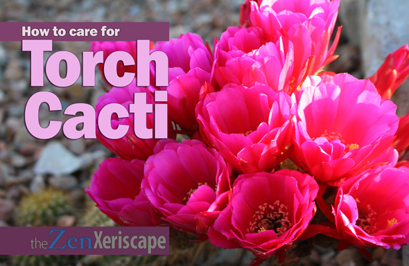 Trichocereus hybrid cactus care