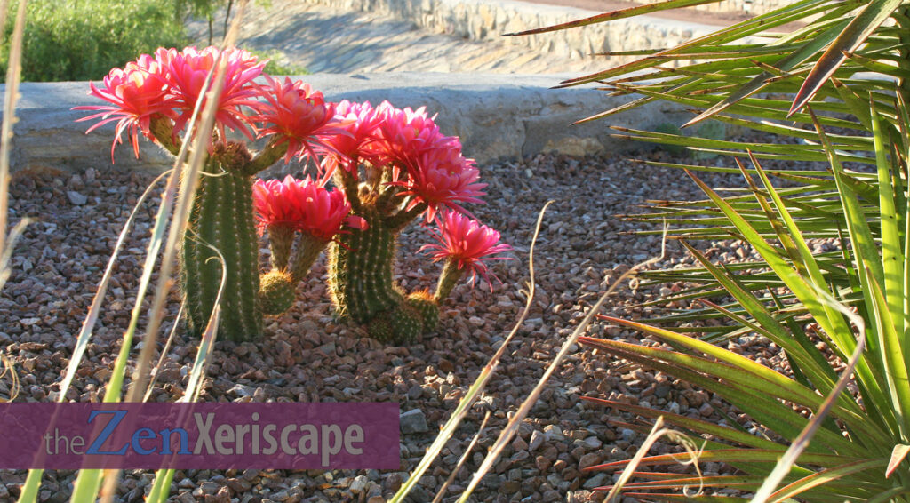 Torch cacti and their flowers Torch cacti and their flowers