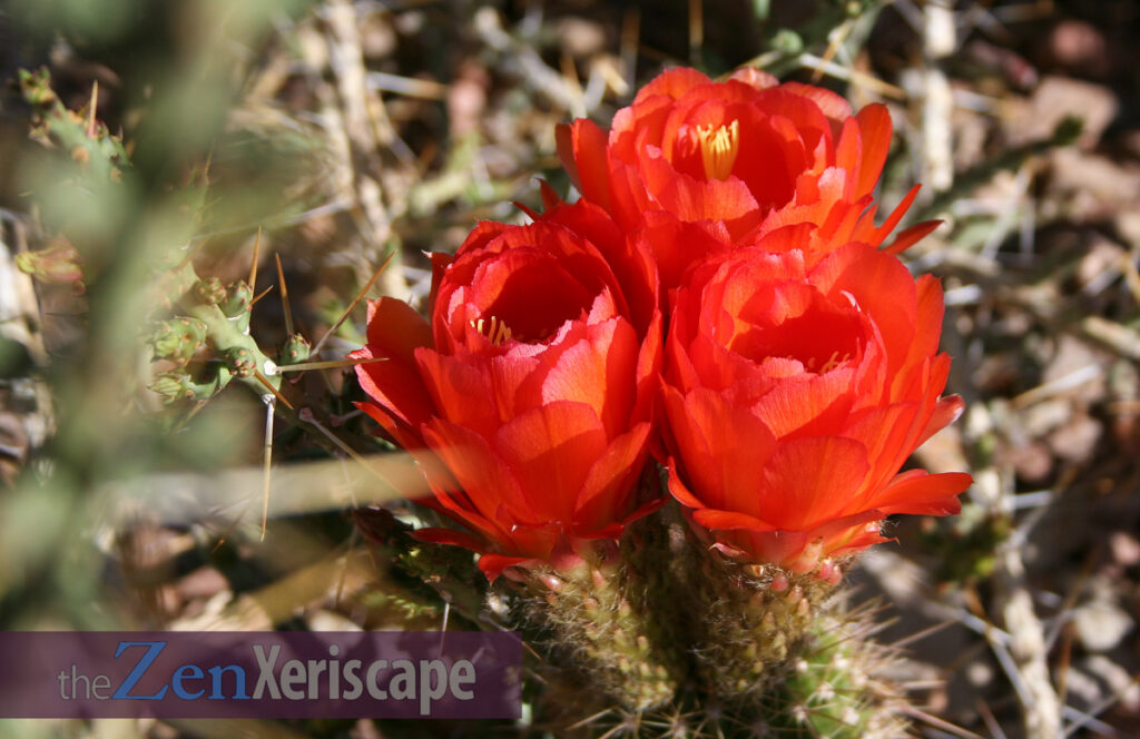 Torch cactus growing near a pencil cholla Torch cactus growing near pencil cholla
