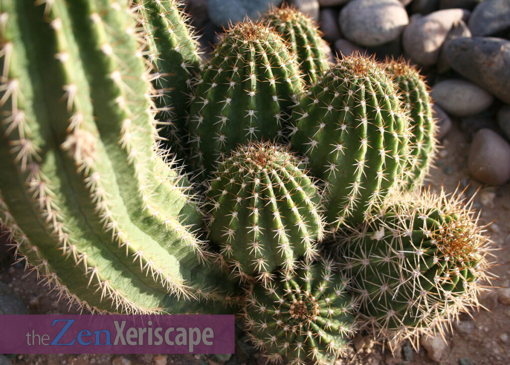 New pups grow out around the base New columns start off as pups