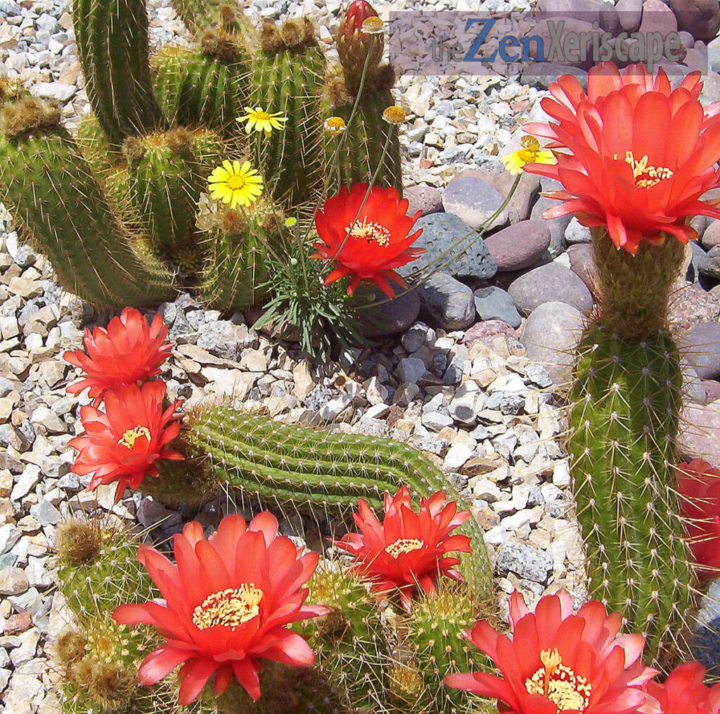 Torch cactus hybrid with a column sprawling along ground Trichocereus hybrid column sprawls along ground