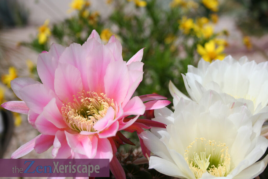 Pink and white torch cactus flowers Pink and white torch cactus flowers