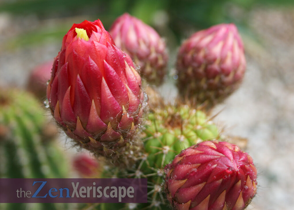 Cactus flower buds about to bloom flower buds about to bloom