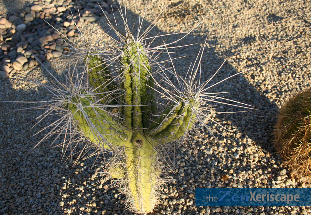 Smaller cactus with multiple arms