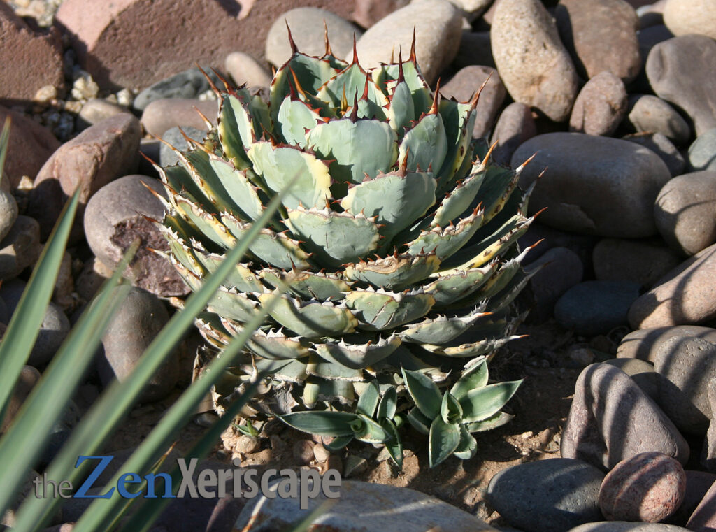 Use this dwarf agave as an accent plant dwarf agave as accent plant