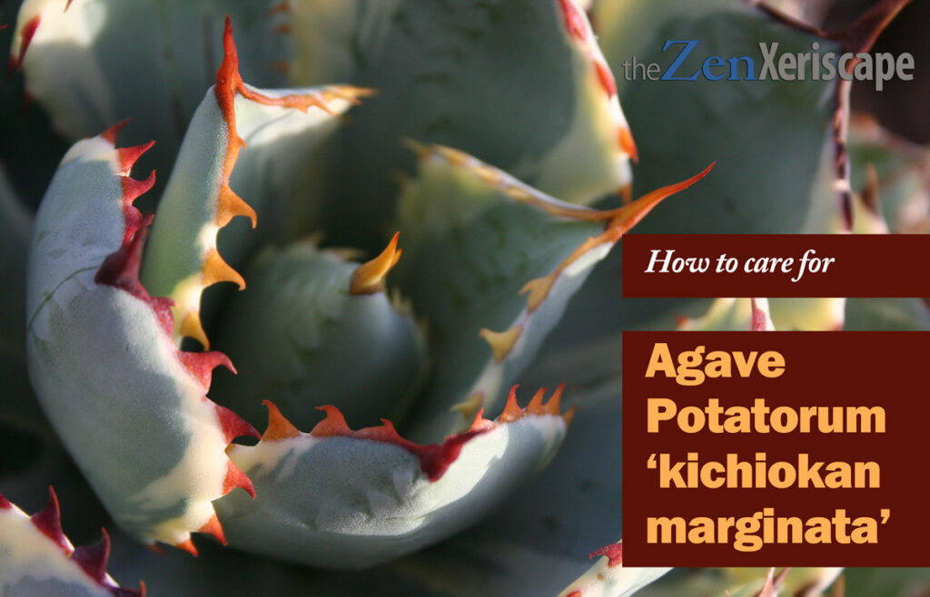 Agave potatorum 'kichiokan marginata' care Agave potatorum 'kichiokan marginata' care