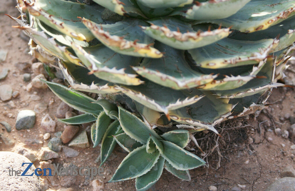 new dwarf agave pups to propagate new pups to propagate