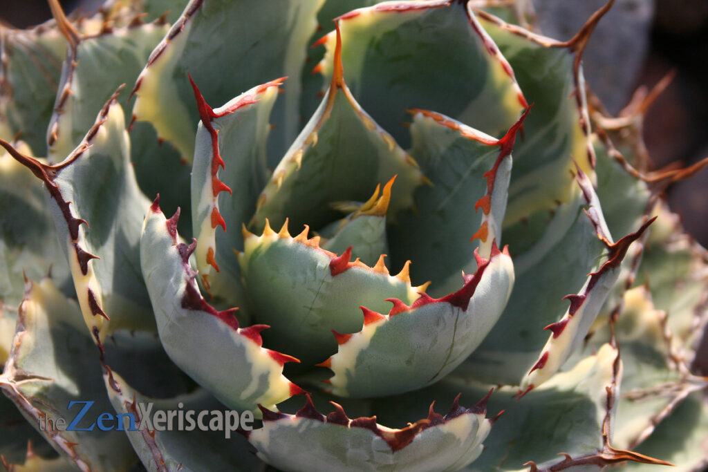 Red spines on new growth of dwarf agave red spines on dwarf agave