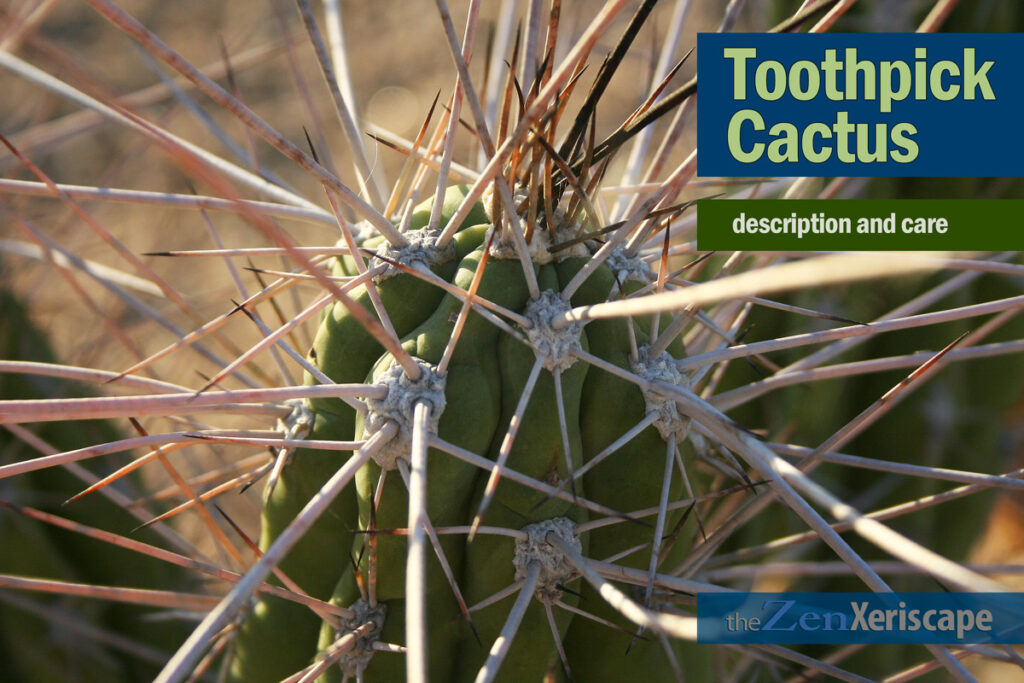 Toothpick cactus care