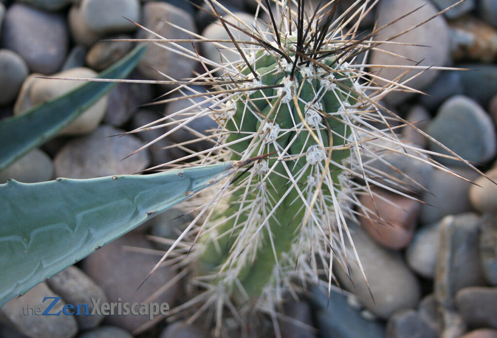 Century agave and toothpick cactus