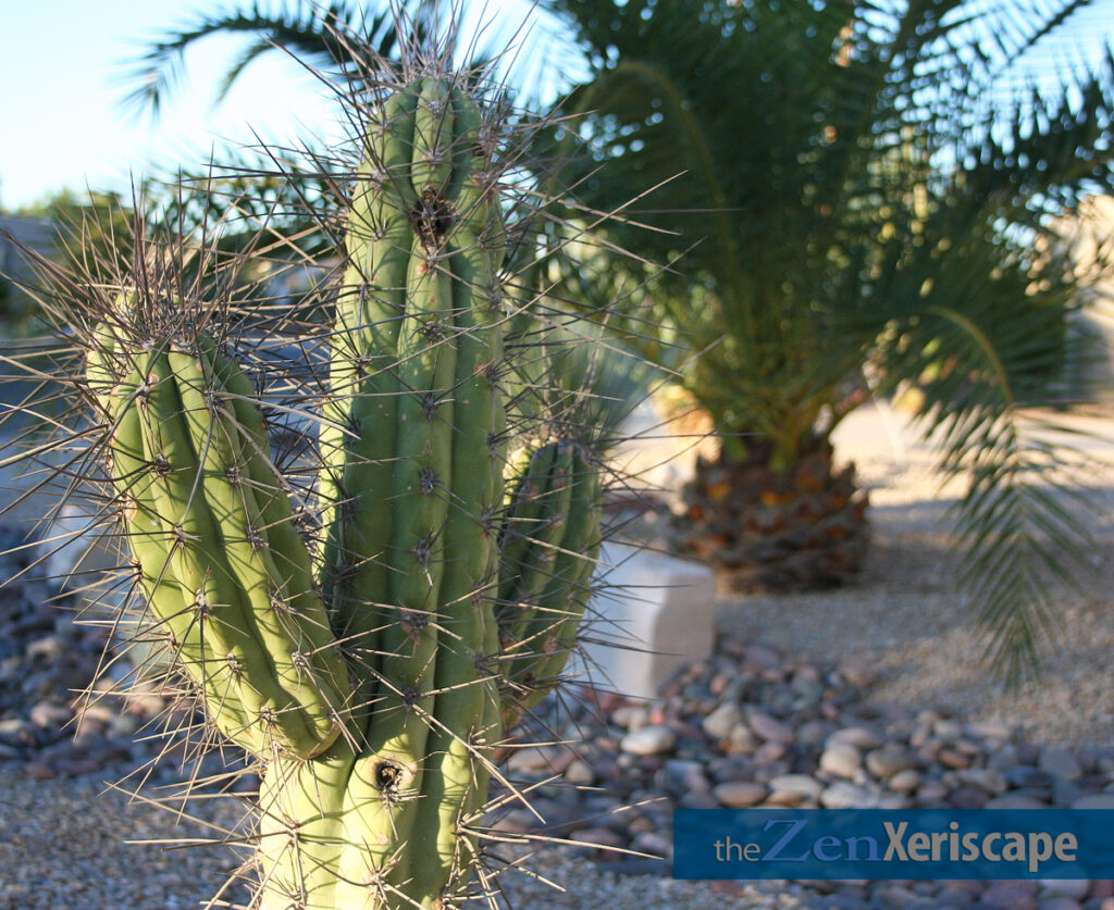 Toothpick cactus has multiple arms