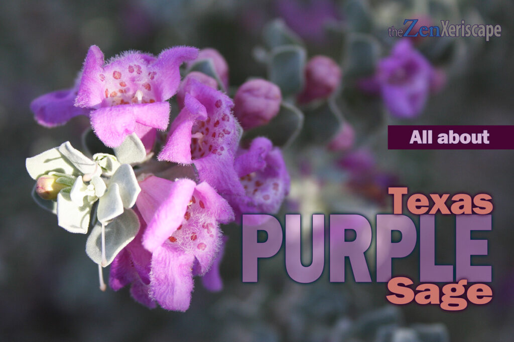 All about Texas Purple Sage