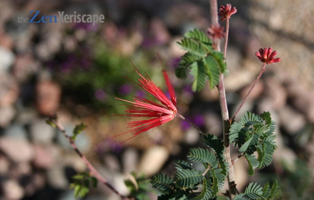 Baja fairy duster flower buds