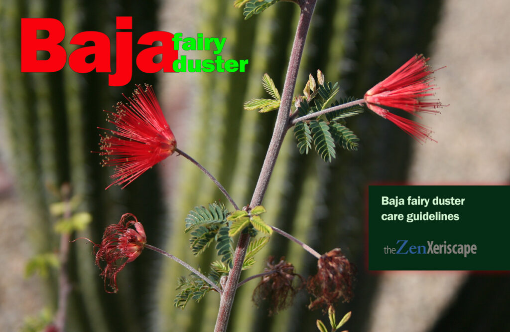 Baja fairy duster plant care