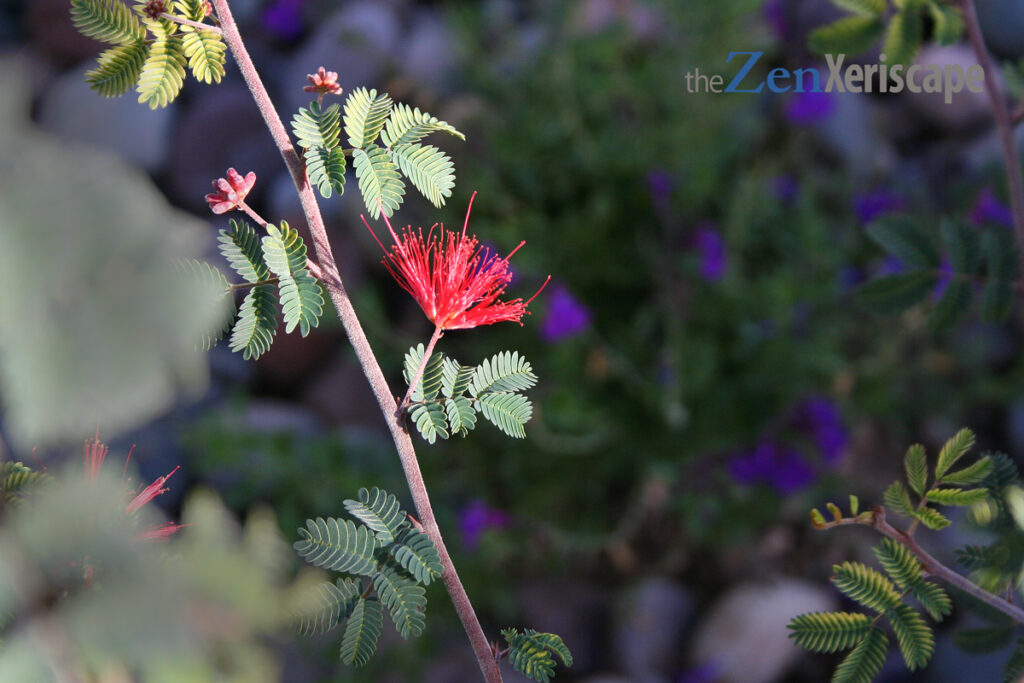 Baja fairy duster with purple sage