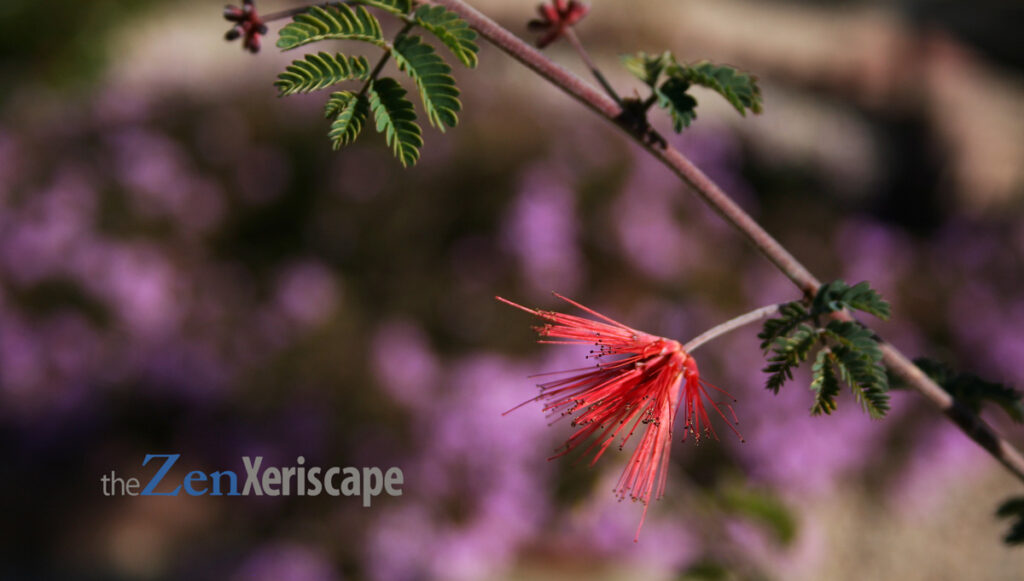 This shrub's flowers with trailing lantana