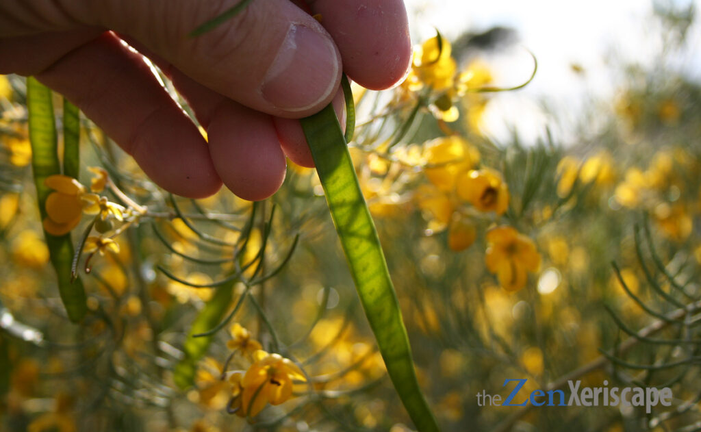 Desert Cassia seed pods