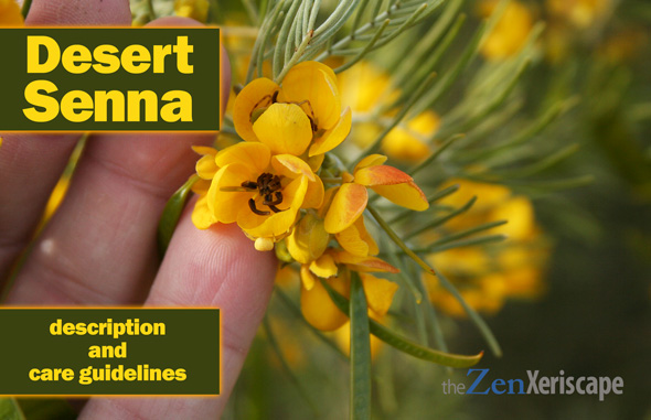 Desert Senna shrub description