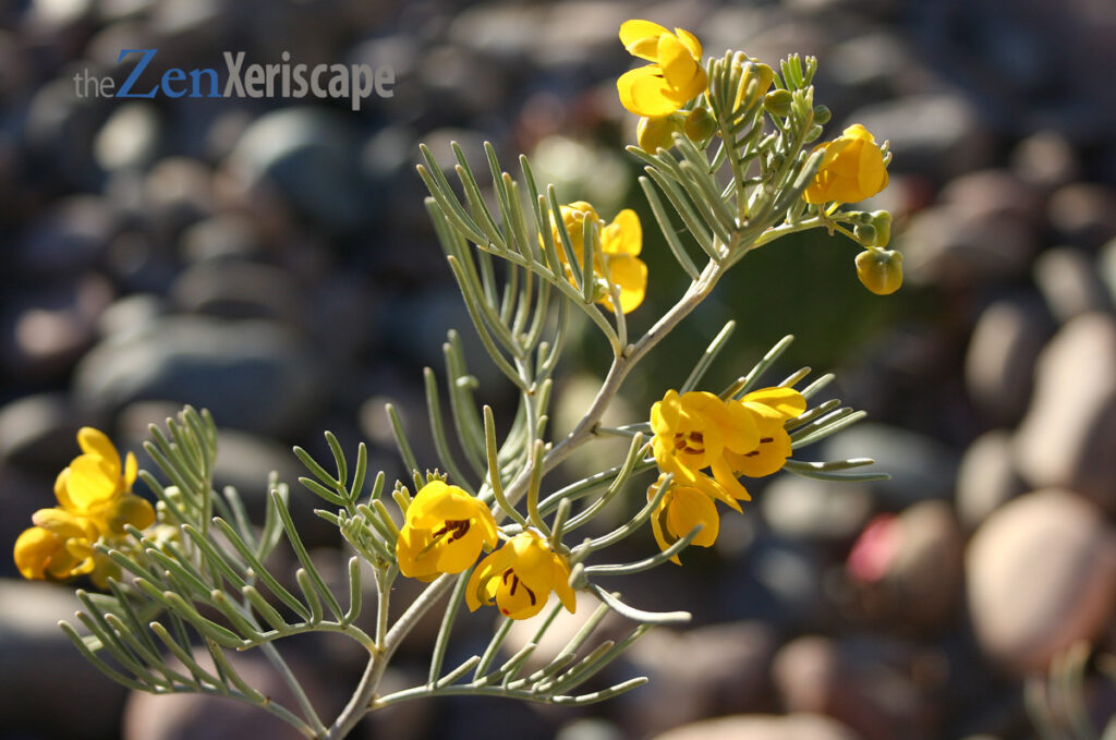 Desert Senna foliage