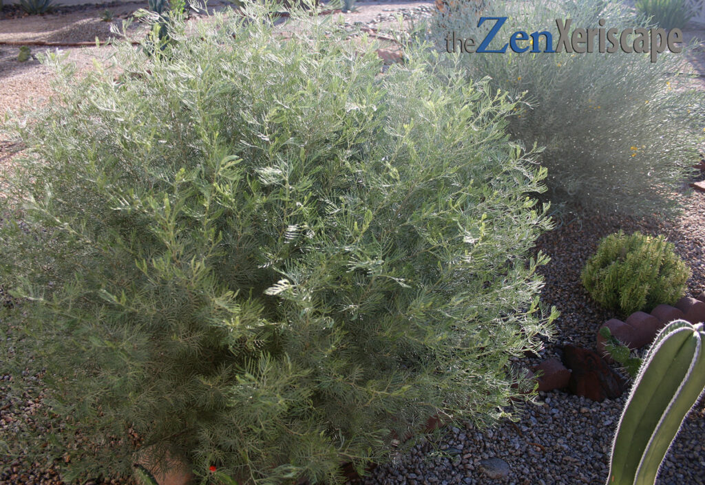 Desert Senna shrub with round growth habit