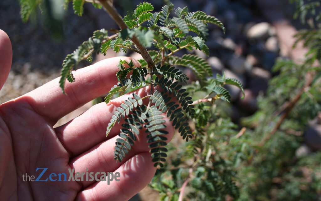 Baja fairy duster small leaves