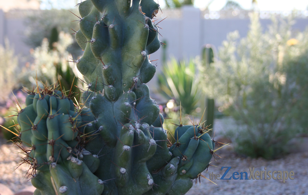 This columnar cactus develops many arms