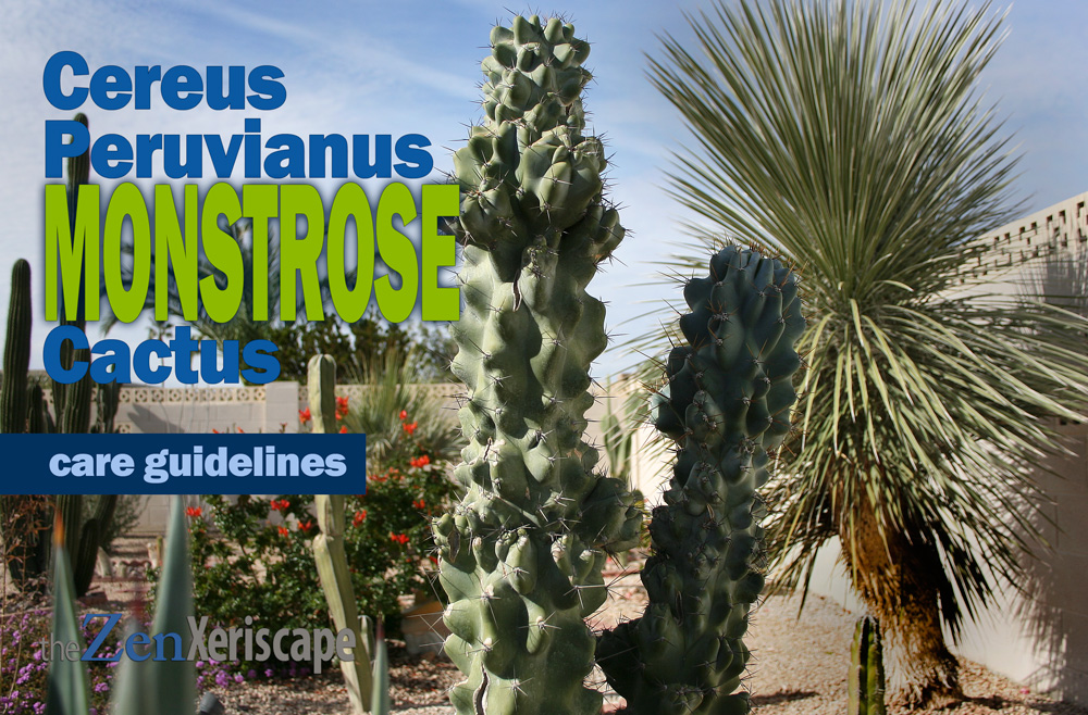 Cereus Peruvianus Monstrose cactus care
