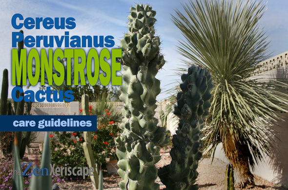 Cereus Peruvianus Monstrose cactus care