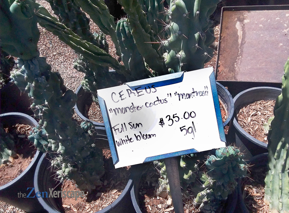 this cactus can be expensive