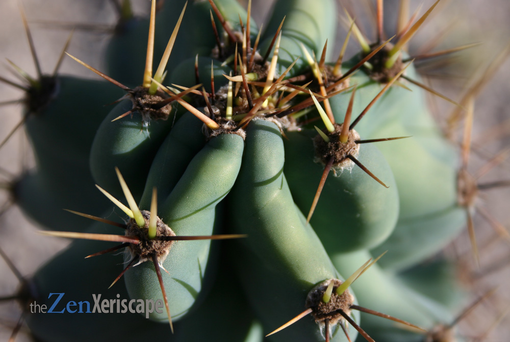 This cactus has large, sharp spines