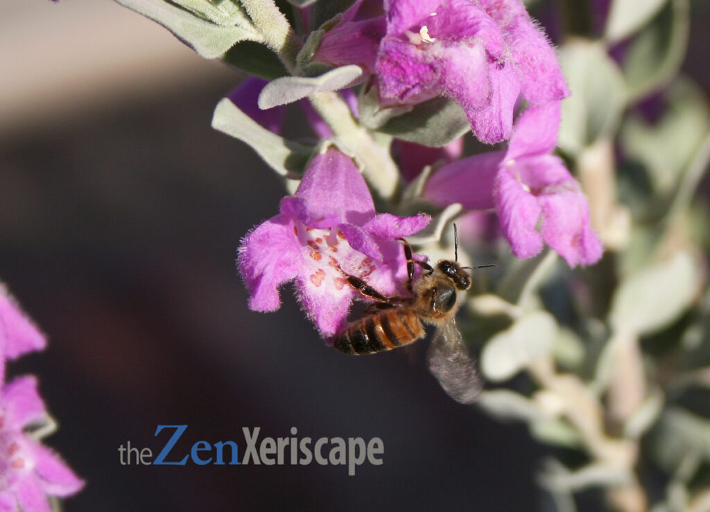 Bee is attracted to flowers