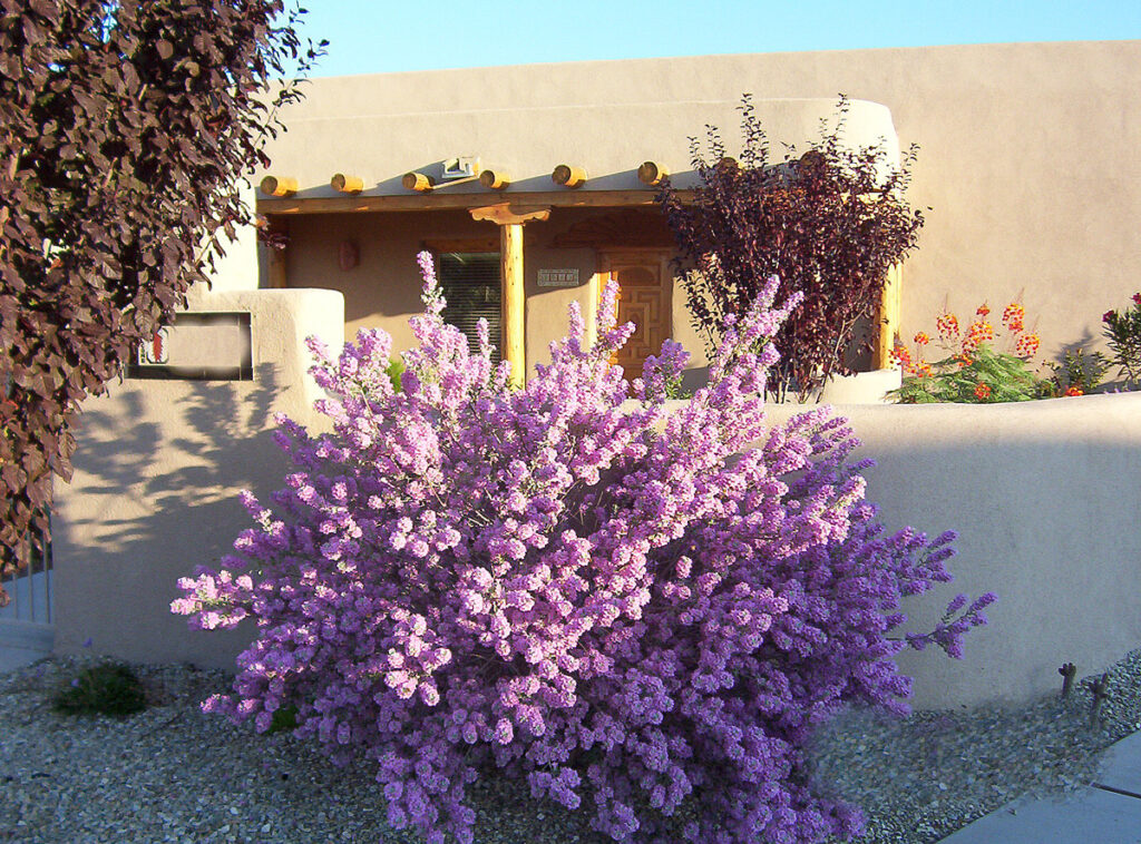 Texas Purple Sage in New Mexico