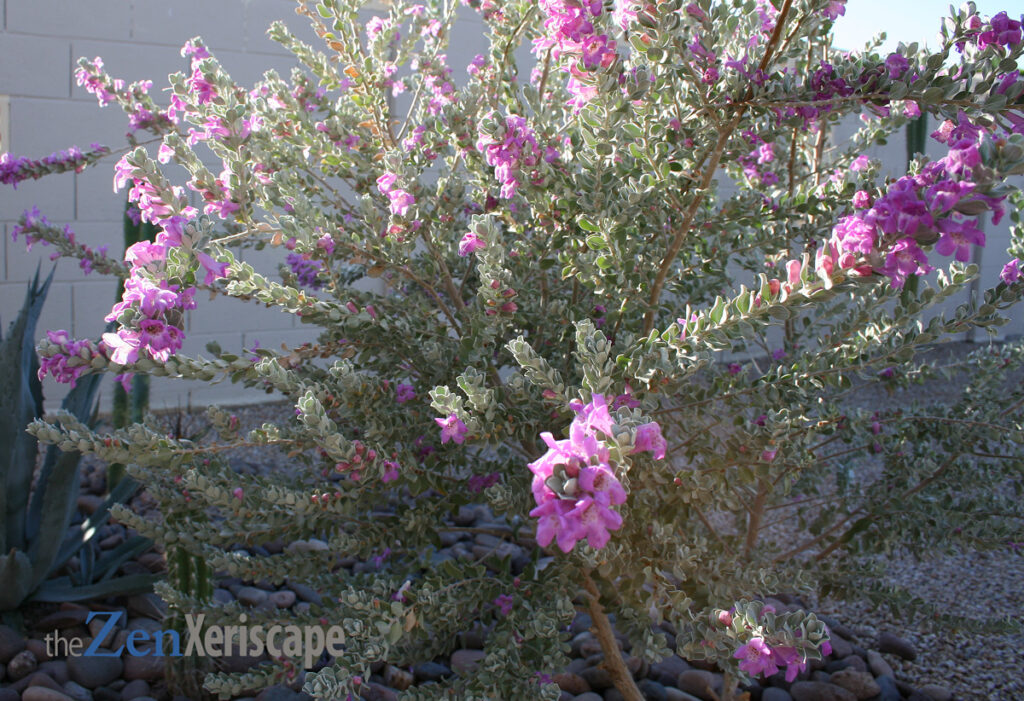 Texas Sage could use pruning