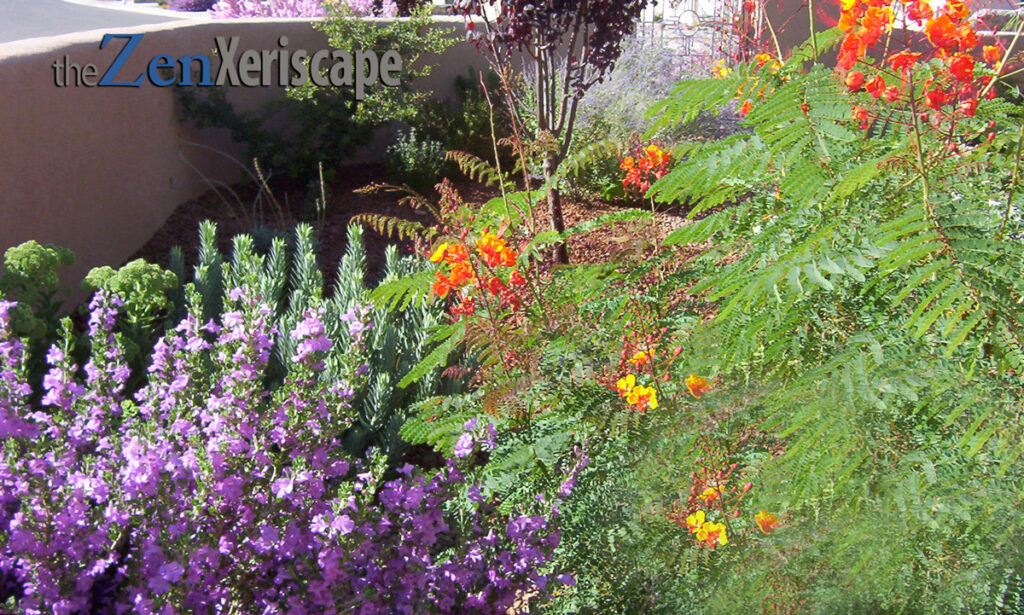 Texas Sage with Mexican Red Bird of Paradise