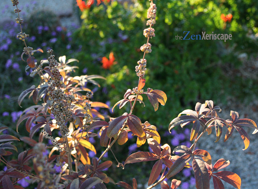 leaves are drying out