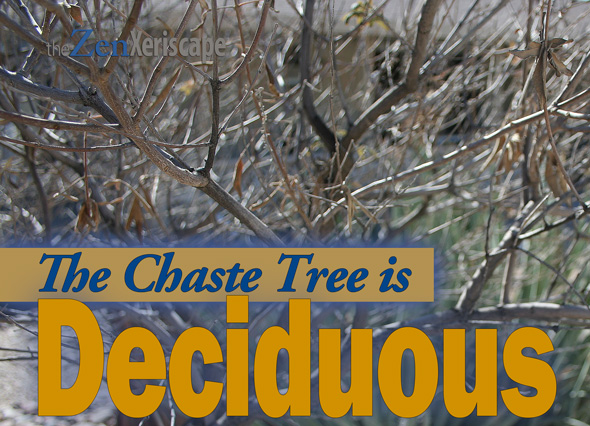 Chaste tree is deciduous