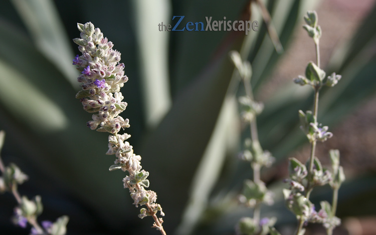 Desert lavender paired with a large agave Desert lavender in front of agave