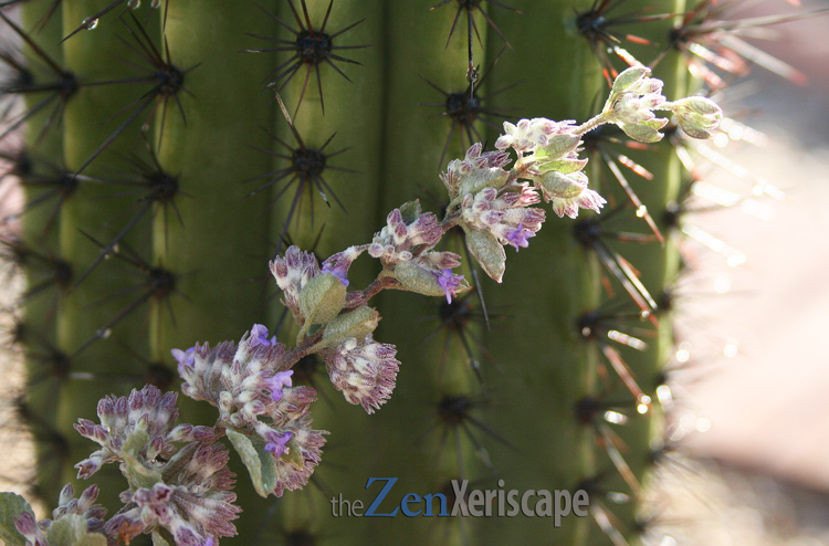 Desert lavender flowers brush against an organ pipe cactus Desert lavender flowers brush against cactus