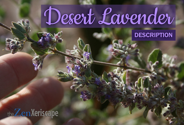 Desert lavender description