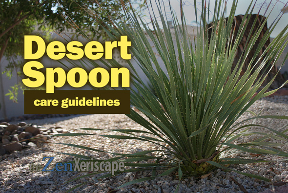 Desert Spoon care guidelines