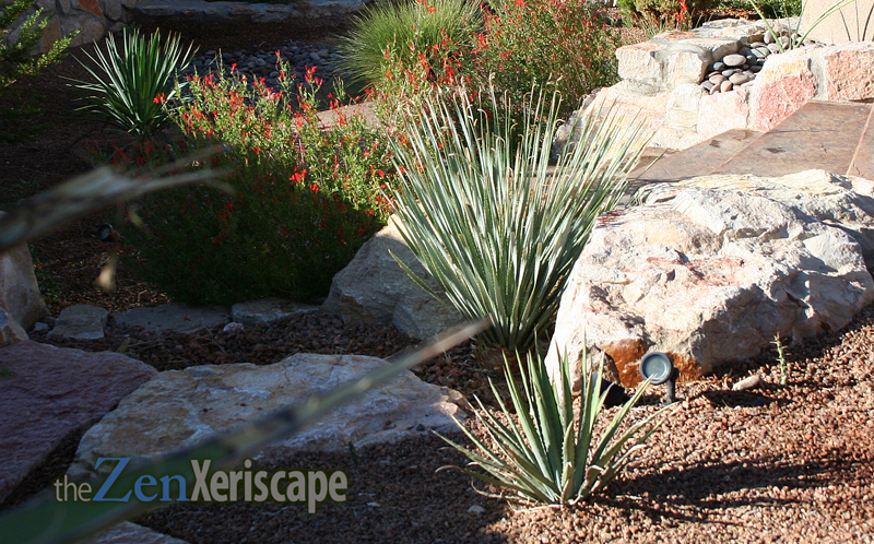 desert spoon among the rocks