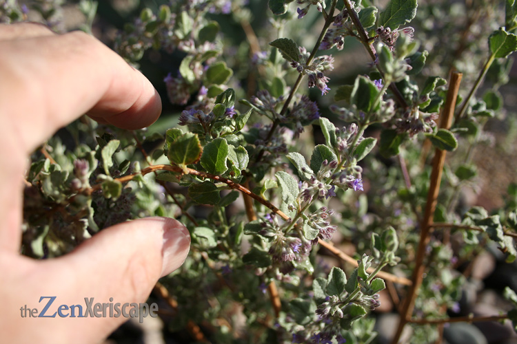 Desert lavender asymmetrical growth habit asymmetrical growth habit
