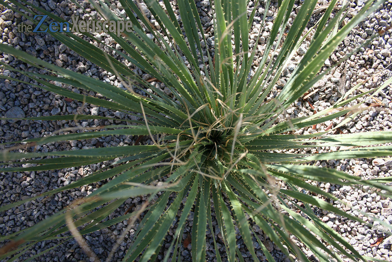 new growth emerges from the center