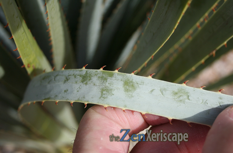 leaf edges have sharp serrations