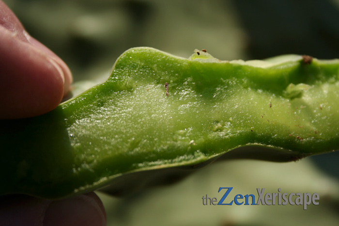 Cactus pad flesh can be eaten