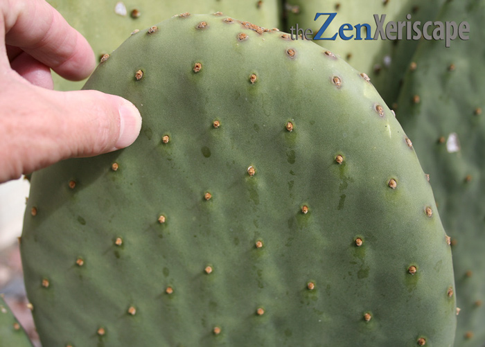 glochids grow around the areoles